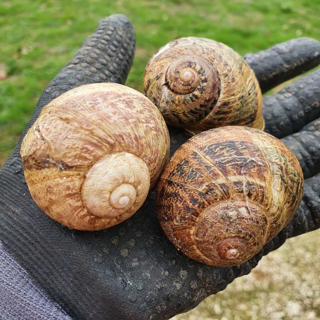 L’elevage - escargots-1